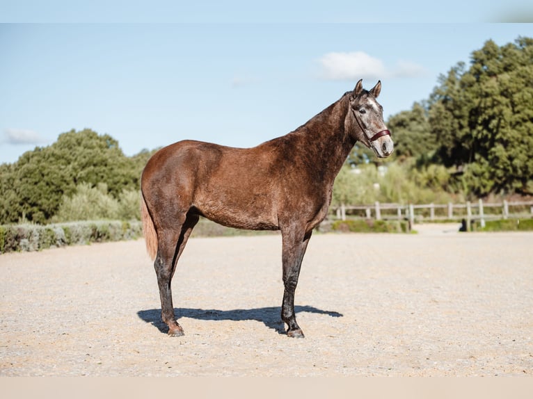 Lusitanos Wallach 3 Jahre Schimmel in El gastor