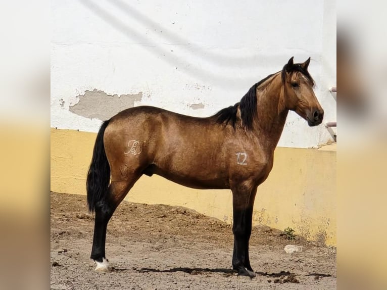 Lusitanos Wallach 4 Jahre 147 cm Falbe in Calpe