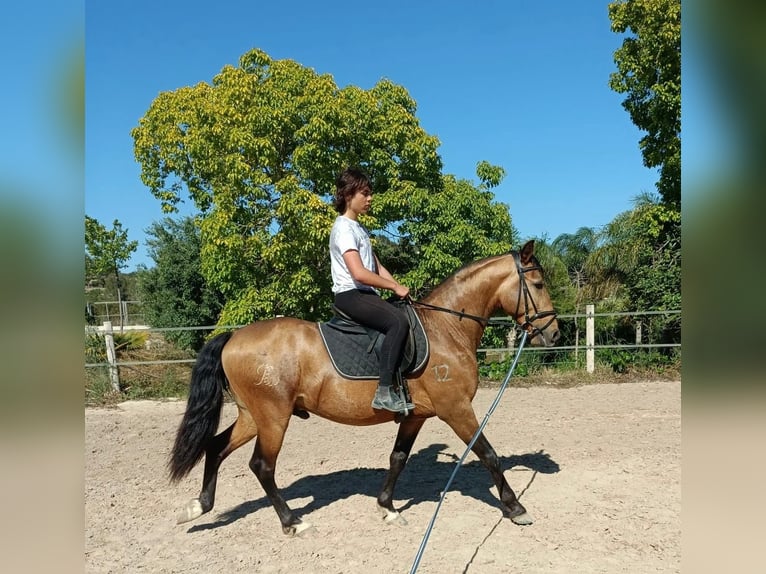 Lusitanos Wallach 4 Jahre 147 cm Falbe in Calpe