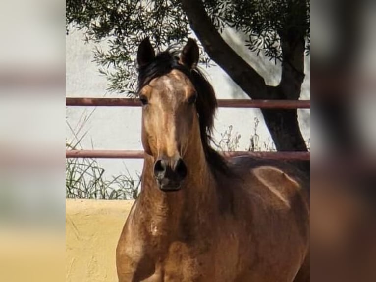 Lusitanos Wallach 4 Jahre 147 cm Falbe in Calpe