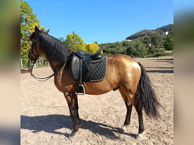 Lusitanos Wallach 4 Jahre 147 cm Falbe in Calpe