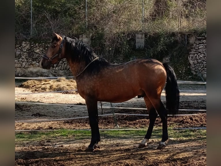 Lusitanos Wallach 4 Jahre 147 cm Falbe in Calpe