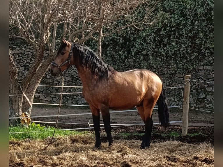 Lusitanos Wallach 4 Jahre 147 cm Falbe in Calpe