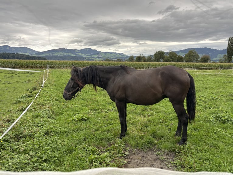 Lusitanos Wallach 4 Jahre 150 cm Rappe in Benken SG