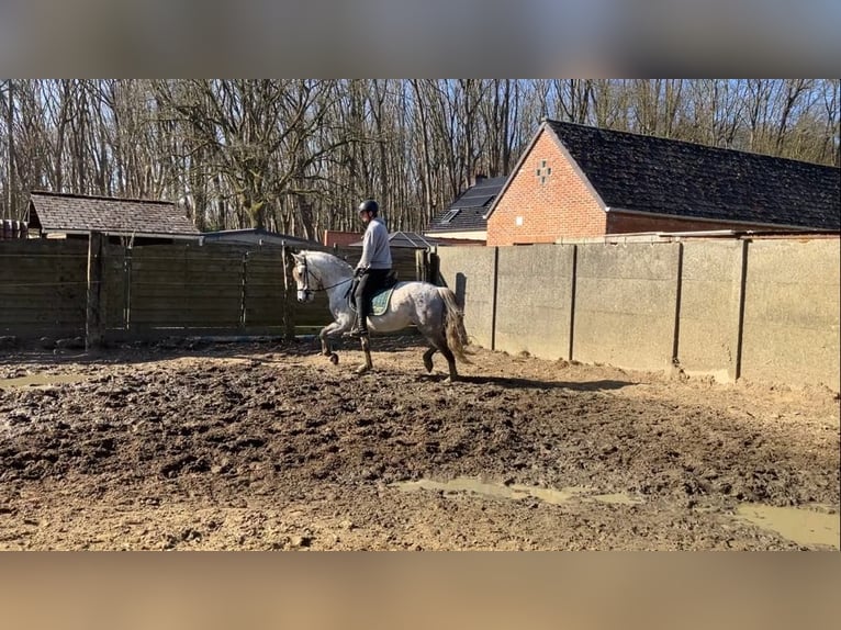 Lusitanos Mix Wallach 4 Jahre 153 cm Schimmel in Herenthout