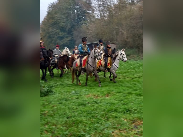 Lusitanos Mix Wallach 4 Jahre 153 cm Schimmel in Herenthout