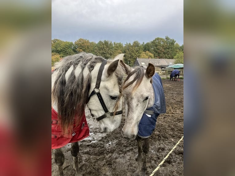Lusitanos Mix Wallach 4 Jahre 153 cm Schimmel in Herenthout