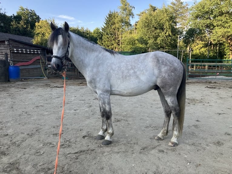 Lusitanos Mix Wallach 4 Jahre 153 cm Schimmel in Herenthout