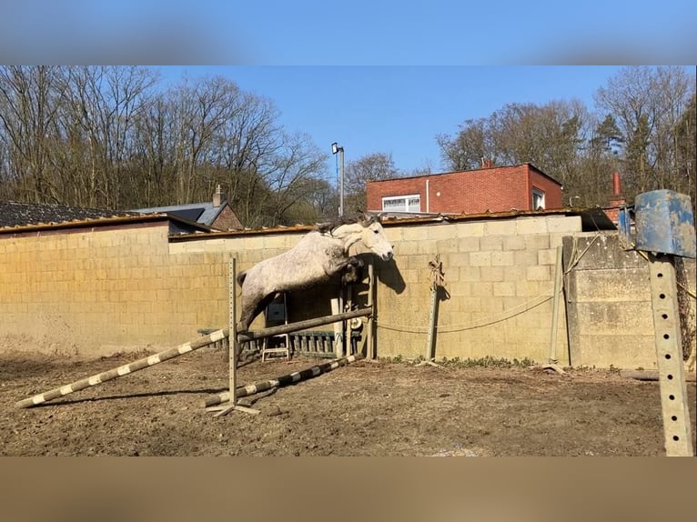 Lusitanos Mix Wallach 4 Jahre 153 cm Schimmel in Herenthout