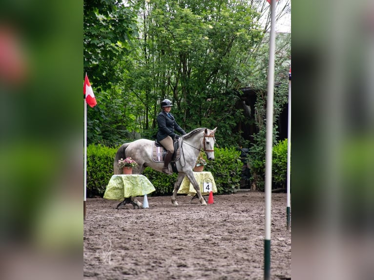 Lusitanos Mix Wallach 4 Jahre 153 cm Schimmel in Herenthout