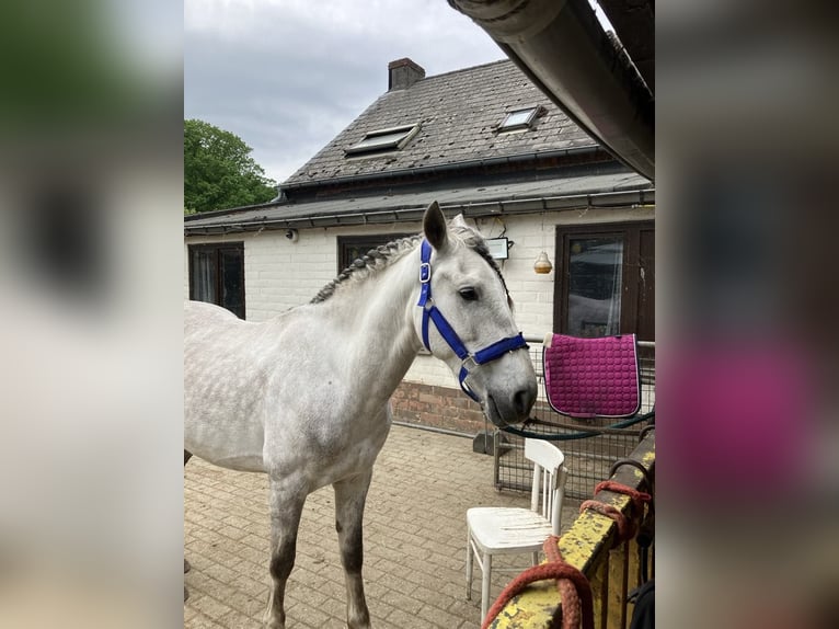 Lusitanos Mix Wallach 4 Jahre 153 cm Schimmel in Herenthout