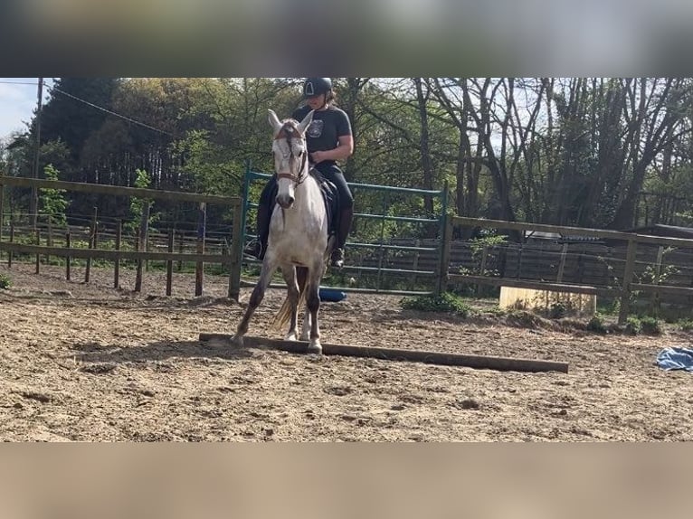 Lusitanos Mix Wallach 4 Jahre 153 cm Schimmel in Herenthout