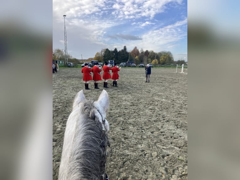Lusitanos Mix Wallach 4 Jahre 153 cm Schimmel in Herenthout