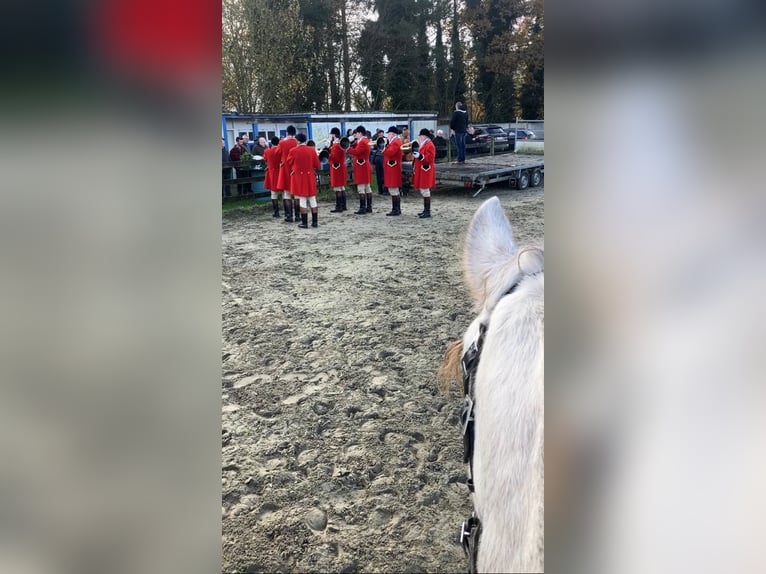 Lusitanos Mix Wallach 4 Jahre 153 cm Schimmel in Herenthout