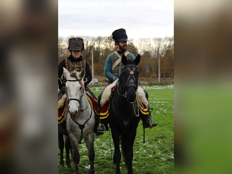 Lusitanos Mix Wallach 4 Jahre 153 cm Schimmel in Herenthout