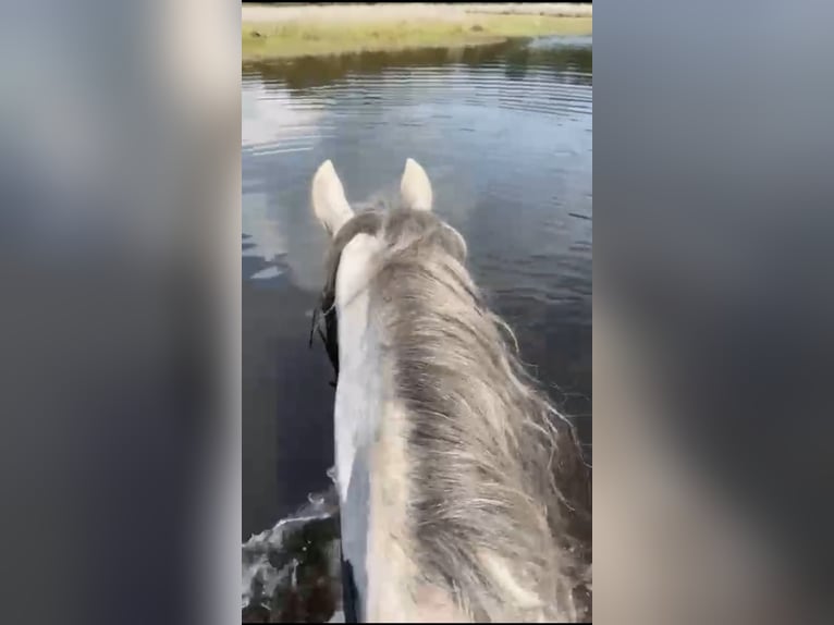 Lusitanos Mix Wallach 4 Jahre 153 cm Schimmel in Herenthout