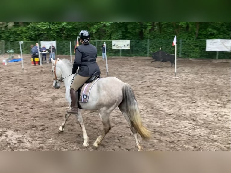 Lusitanos Mix Wallach 4 Jahre 153 cm Schimmel in Herenthout
