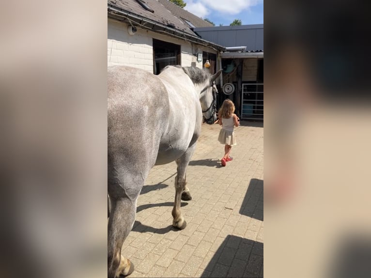 Lusitanos Mix Wallach 4 Jahre 153 cm Schimmel in Herenthout