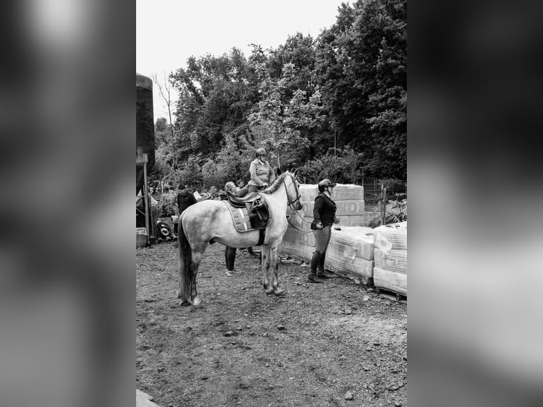 Lusitanos Mix Wallach 4 Jahre 153 cm Schimmel in Herenthout