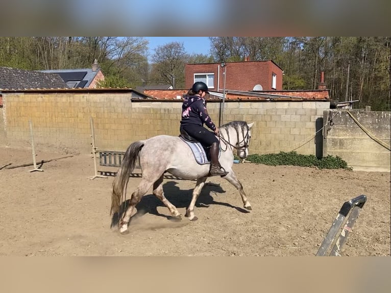 Lusitanos Mix Wallach 4 Jahre 153 cm Schimmel in Herenthout