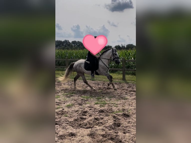 Lusitanos Mix Wallach 4 Jahre 153 cm Schimmel in Herenthout