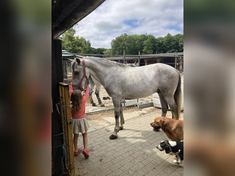 Lusitanos Mix Wallach 4 Jahre 153 cm Schimmel in Herenthout