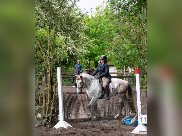 Lusitanos Mix Wallach 4 Jahre 153 cm Schimmel in Herenthout