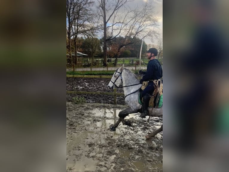 Lusitanos Mix Wallach 4 Jahre 153 cm Schimmel in Herenthout