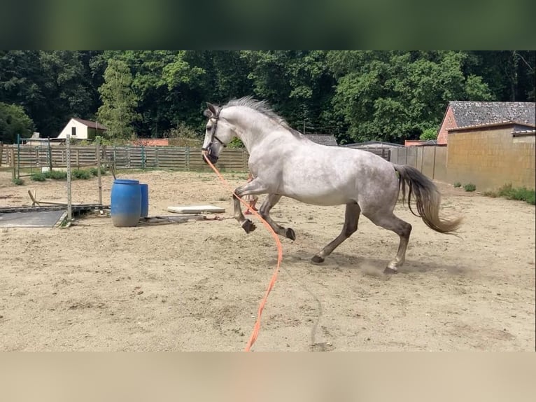 Lusitanos Mix Wallach 4 Jahre 153 cm Schimmel in Herenthout