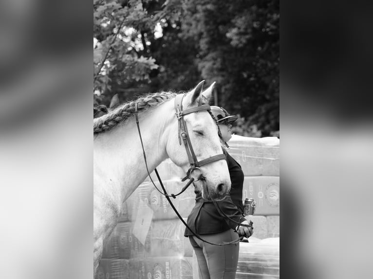 Lusitanos Mix Wallach 4 Jahre 153 cm Schimmel in Herenthout