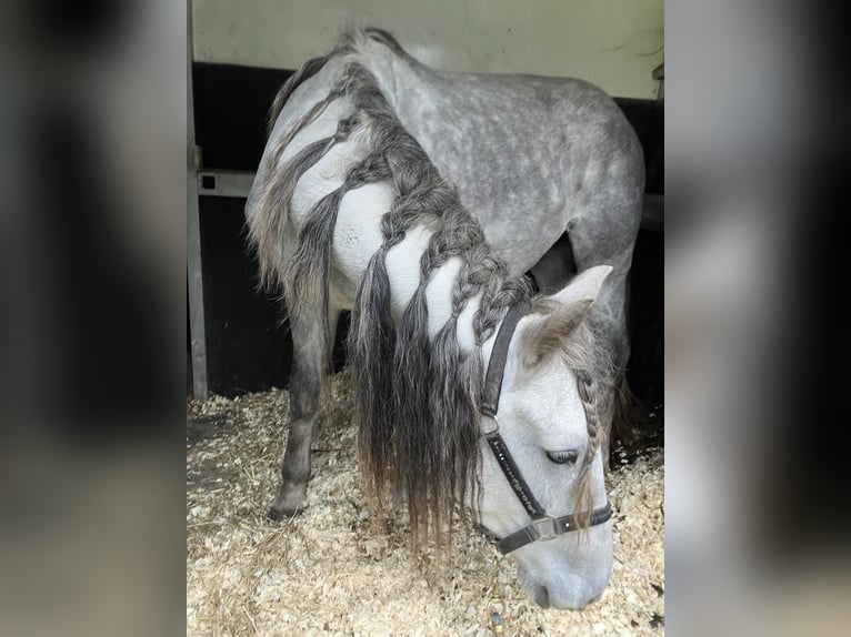 Lusitanos Mix Wallach 4 Jahre 153 cm Schimmel in Herenthout