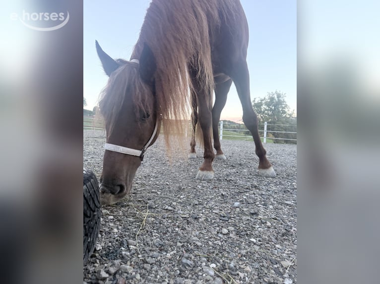 Lusitanos Wallach 4 Jahre 155 cm Dunkelfuchs in Koppl