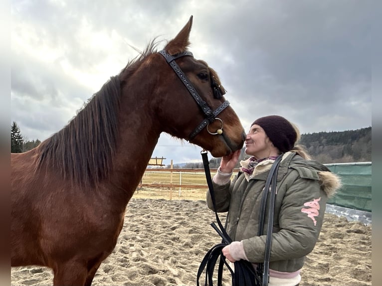 Lusitanos Mix Wallach 4 Jahre 155 cm Rotbrauner in Tuttlingen