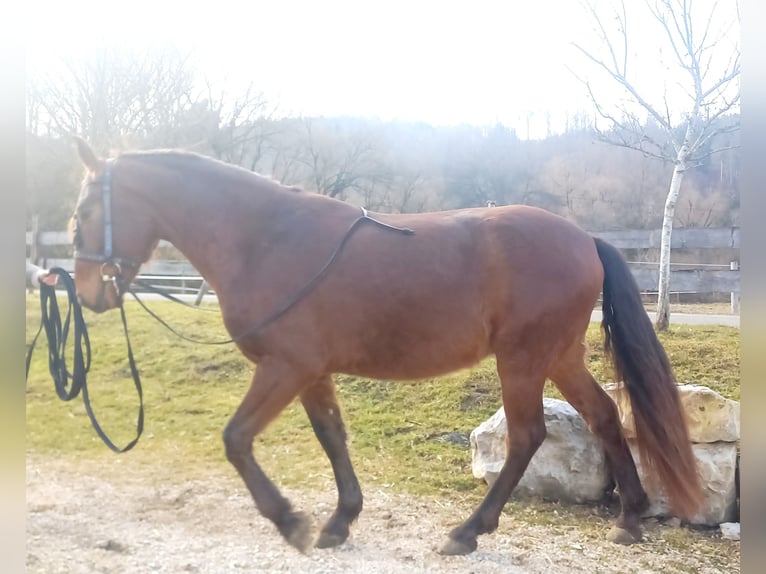 Lusitanos Mix Wallach 4 Jahre 155 cm Rotbrauner in Tuttlingen