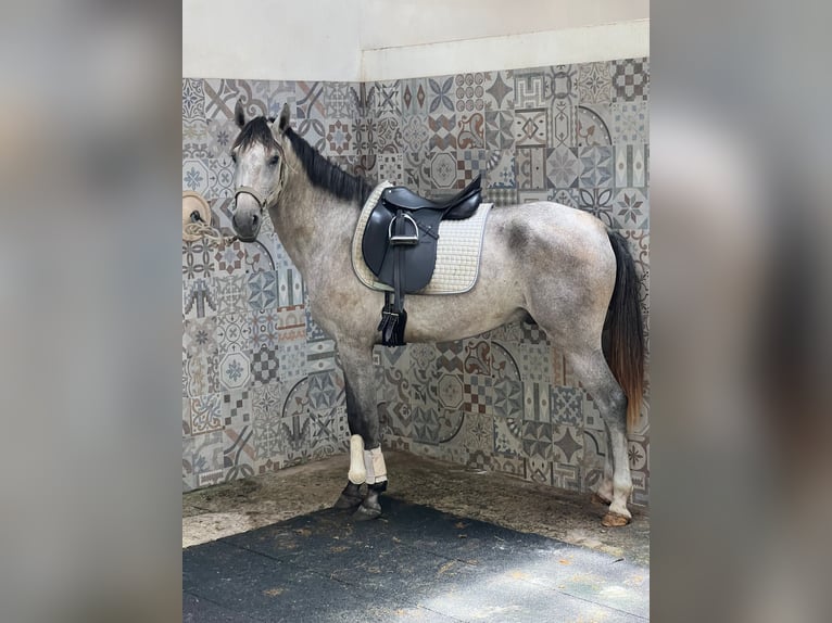 Lusitanos Wallach 4 Jahre 156 cm Braunfalbschimmel in Vale do Pau Queimado