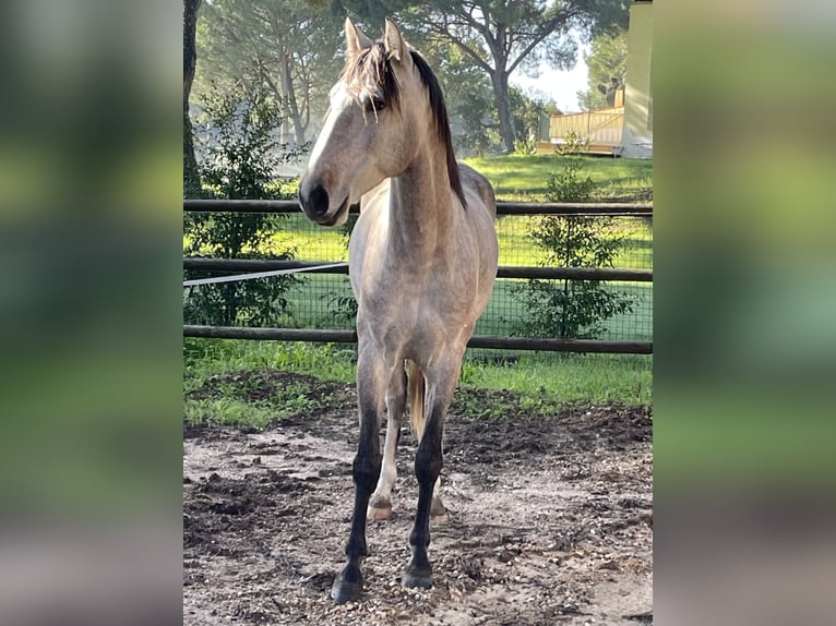 Lusitanos Wallach 4 Jahre 156 cm Braunfalbschimmel in Vale do Pau Queimado