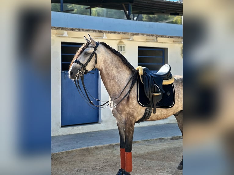 Lusitanos Wallach 4 Jahre 157 cm Apfelschimmel in Devesa