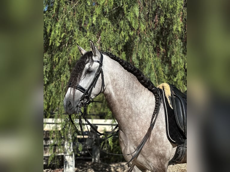 Lusitanos Wallach 4 Jahre 157 cm Apfelschimmel in Devesa