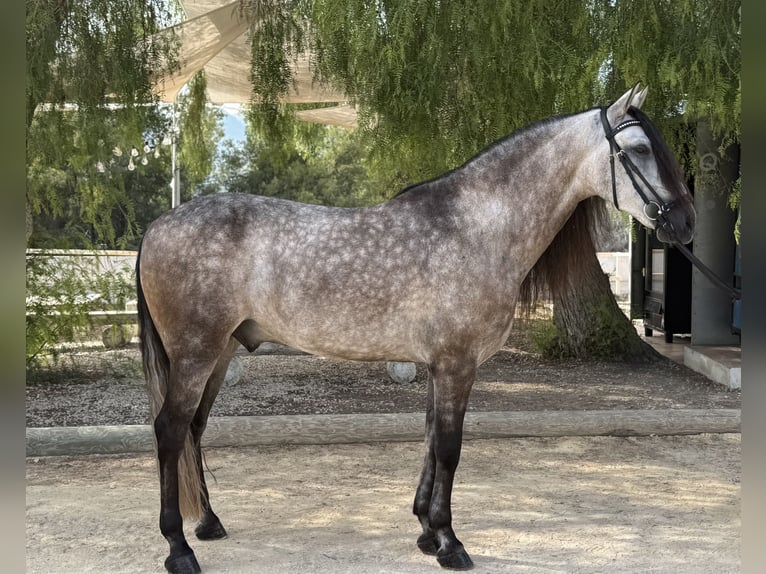 Lusitanos Wallach 4 Jahre 157 cm Apfelschimmel in Devesa