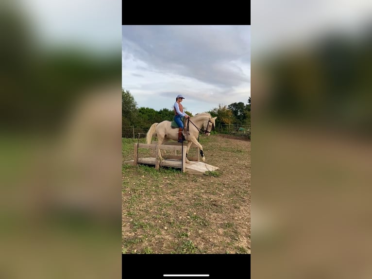 Lusitanos Wallach 4 Jahre 157 cm Cremello in Arles