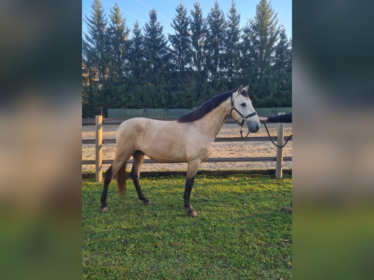 Lusitanos Wallach 4 Jahre 157 cm Falbe in Kembs