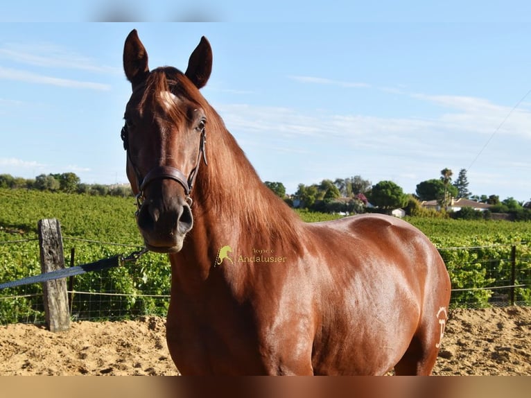 Lusitanos Wallach 4 Jahre 157 cm Fuchs in Provinz Cordoba
