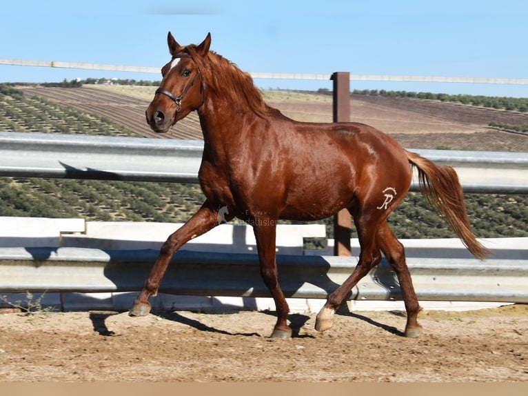 Lusitanos Wallach 4 Jahre 157 cm Fuchs in Provinz Cordoba