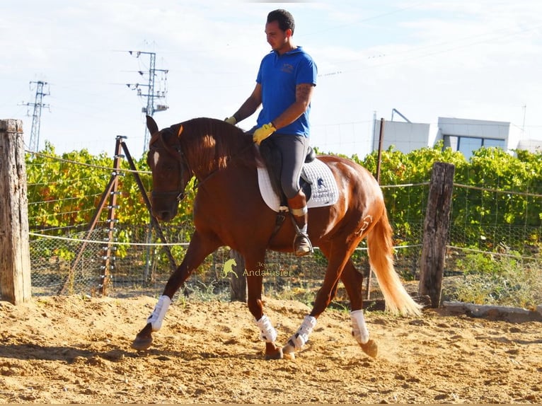 Lusitanos Wallach 4 Jahre 157 cm Fuchs in Provinz Cordoba