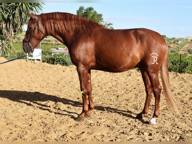 Lusitanos Wallach 4 Jahre 157 cm Fuchs in Provinz Cordoba