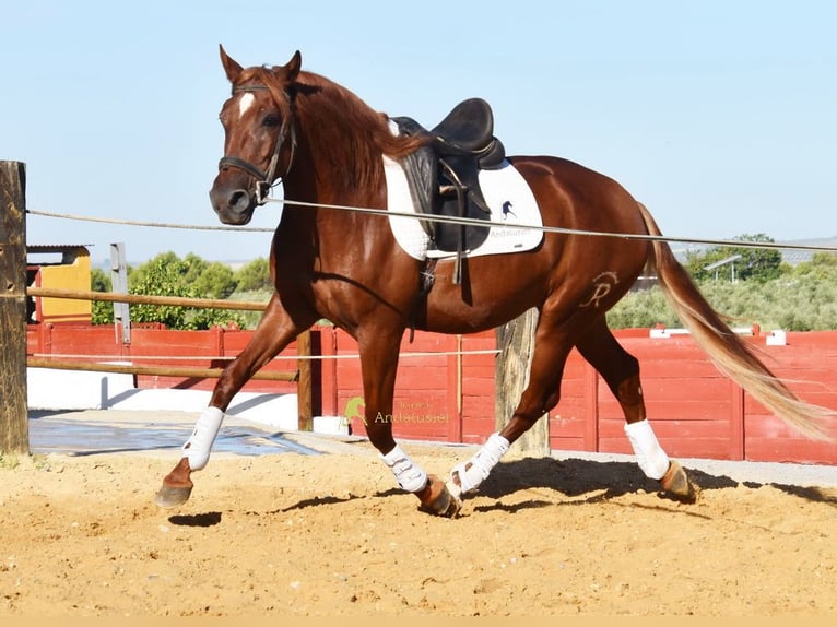 Lusitanos Wallach 4 Jahre 157 cm Fuchs in Provinz Cordoba