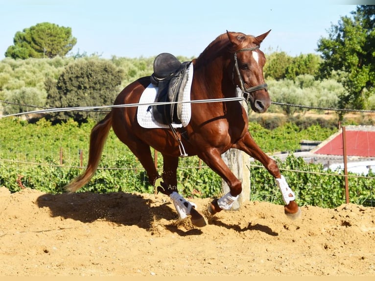 Lusitanos Wallach 4 Jahre 157 cm Fuchs in Provinz Cordoba