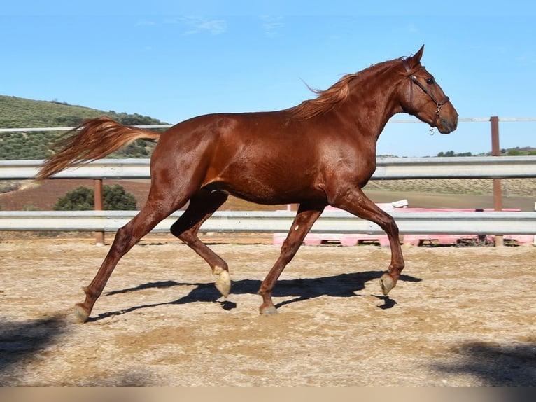 Lusitanos Wallach 4 Jahre 157 cm Fuchs in Provinz Cordoba