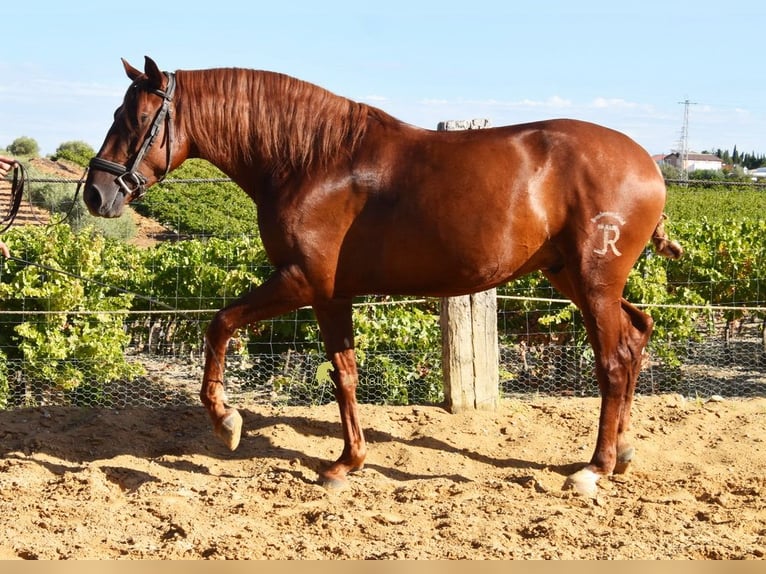 Lusitanos Wallach 4 Jahre 157 cm Fuchs in Provinz Cordoba