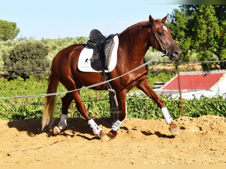 Lusitanos Wallach 4 Jahre 157 cm Fuchs in Provinz Cordoba